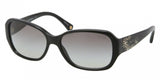 Coach 8011B Sunglasses