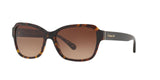 550713 - Dark Tortoise - Brown Gradient