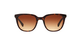 137813 - Havana - Brown Gradient