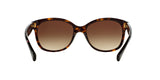 137813 - Havana - Brown Gradient
