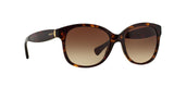 137813 - Havana - Brown Gradient