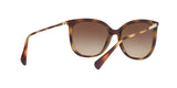 500313 - Havana - Gradient Brown