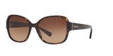 512013 - Dark Tortoise - Brown Gradient